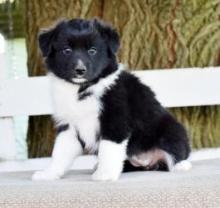 Puppies for sale australian shepherd - Cyprus, Ayia Napa