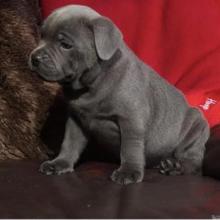 Puppies for sale staffordshire bull terrier - Greece, Athens. Price 10 €