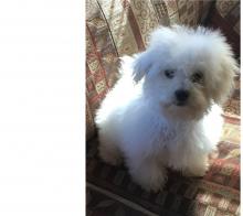 Puppies for sale , bolognese - Azerbaijan, Ganja