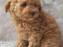 Puppies for sale toy-poodle - Spain, Valladolid. Price 11 €