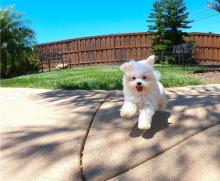 Puppies for sale maltese - United Kingdom, Plymouth