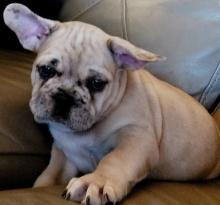 Puppies for sale french bulldog - Tajikistan, Kulyab