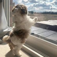 Puppies for sale shih tzu - Estonia, Tartu