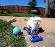 Puppies for sale maltese - United Kingdom, Perth