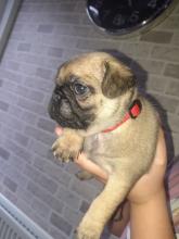 Puppies for sale pug - United Kingdom, Ullapool