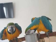 Puppies for sale , blue and gold macaw parrot  - Ireland, Dublin