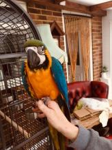 Puppies for sale , blue and gold macaw parrot  - Ireland, Cork