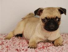 Puppies for sale pug - United Kingdom, Edinburgh