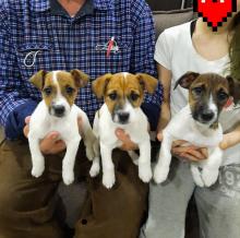 Puppies for sale jack russell terrier - Belgium, Brussels