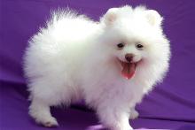 Puppies for sale pomeranian spitz - United Kingdom, Blackpool