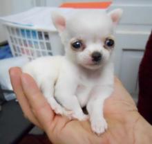 Puppies for sale chihuahua - Cyprus, Limassol