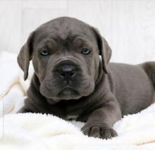 Puppies for sale other breed, cane corso - Germany, Karlsruhe