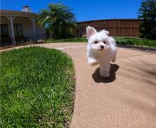 Puppies for sale maltese - United Kingdom, Sheffield