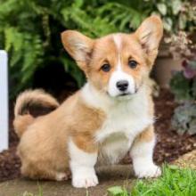Puppies for sale , welsh corgi (pembroke) - Ireland, Dublin