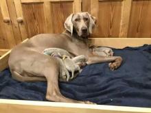 Puppies for sale weimaraner - France, Paris. Price 12 €