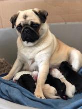 Puppies for sale pug - United Kingdom, St. Helens