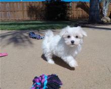 Puppies for sale maltese - United Kingdom, Edinburgh