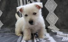 Puppies for sale west highland white terrier - Hungary, Szekesfehervar. Price 11 €