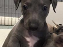 Puppies for sale , whippet - Finland, Rovaniemi. Price 11 €