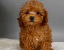 Puppies for sale poodle - Sweden, Lidkoping