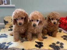 Puppies for sale toy-poodle - Greece, Athens. Price 10 $