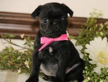 Puppies for sale pug - United Kingdom, Perth