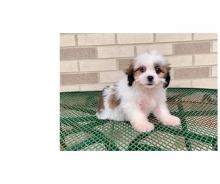 Puppies for sale lhasa apso - Cyprus, Larnaca