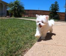 Puppies for sale maltese - United Kingdom, Cambridge