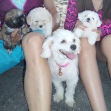 Puppies for sale maltese - United Kingdom, Birmingham