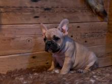 Puppies for sale french bulldog - Czech Republic, Bridge