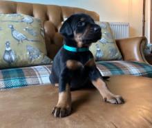 Puppies for sale doberman - Netherlands, Maastricht. Price 12 €