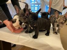 Puppies for sale french bulldog - Estonia, Kohtla-Jarve