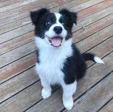 Puppies for sale border collie - Lithuania, Gargzdai