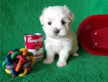 Puppies for sale maltese - United Kingdom, Maine