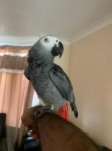 Puppies for sale , african grey parrot for sale - Germany, Berlin