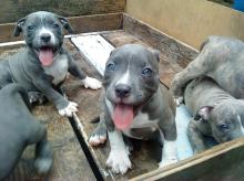 Puppies for sale american pit-bull terrier - Greece, Thessaloniki