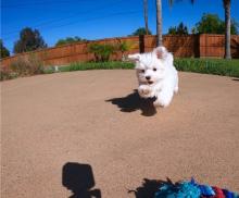 Puppies for sale maltese - United Kingdom, Yorkshire