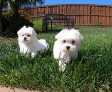 Puppies for sale maltese - Malta, Valletta. Price 200 €