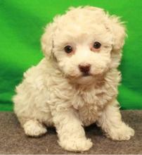 Puppies for sale toy-poodle - Kazakhstan, Taldykorgan