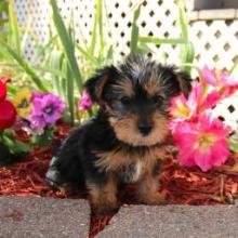 Puppies for sale yorkshire terrier - Kyrgyzstan, Osh