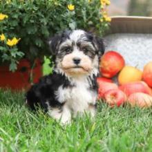 Puppies for sale havanese - Spain, Santander