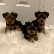 Puppies for sale yorkshire terrier - Luxembourg, Luxembourg