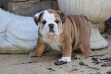 Puppies for sale english bulldog - Cyprus, Larnaca