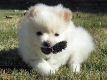 Puppies for sale pomeranian spitz - United Kingdom, Dundee