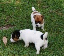 Puppies for sale jack russell terrier - United Kingdom, Norfolk Island