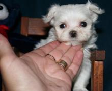 Puppies for sale maltese - United Kingdom, Middlesbrough