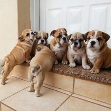 Puppies for sale , bulldog - Austria, Vienna