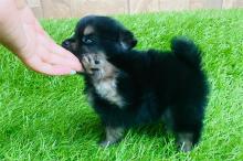 Puppies for sale pomeranian spitz - Canada, New Brunswick