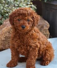 Puppies for sale miniature poodle - Georgia, Burn