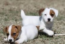 Puppies for sale jack russell terrier - France, Limoges